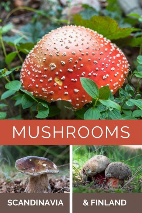 Mushrooms Pinterest